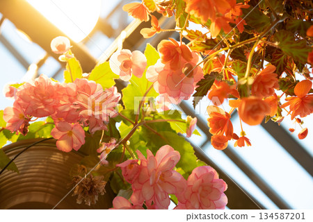 Colorful Begonia flowers 134587201