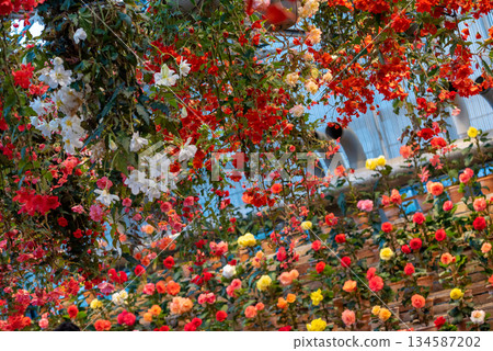 Colorful Begonia flowers 134587202