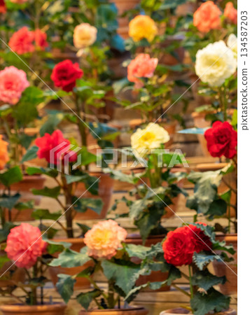 五顏六色的秋海棠花 五顏六色的秋海棠花 134587203