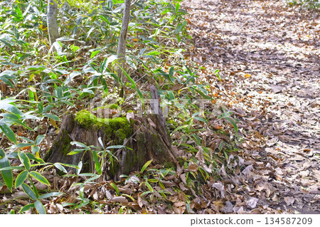 落葉路 134587209