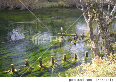 Autumn leaves reflected in the Yukawa River Autumn leaves reflected in the Yukawa River 134587213