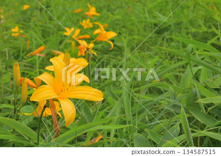 在霧降高原盛開的黃花菜 在霧降高原盛開的黃花菜 134587515
