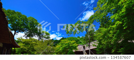 清新的綠色在藍天的襯托下熠熠生輝 134587607