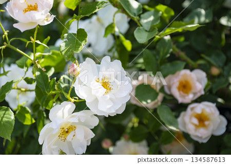 White Rose 134587613