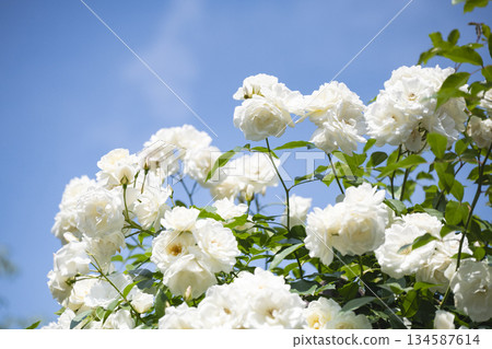 White Rose White Rose 134587614