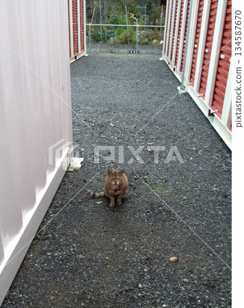 動物 毛孩 貓 134587670