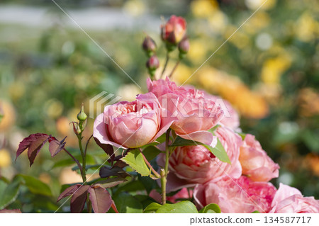 Orange's Rose Orange's Rose 134587717