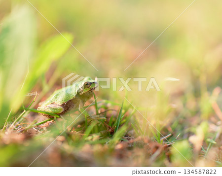 A Japanese tree frog with warm colors on the ground A Japanese tree frog with warm colors on the ground 134587822