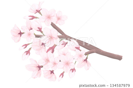 櫻花_手繪插畫_帶枝的花朵 櫻花_手繪插畫_帶枝的花朵 134587979