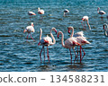 Flamingos near Walvis Bay 134588231