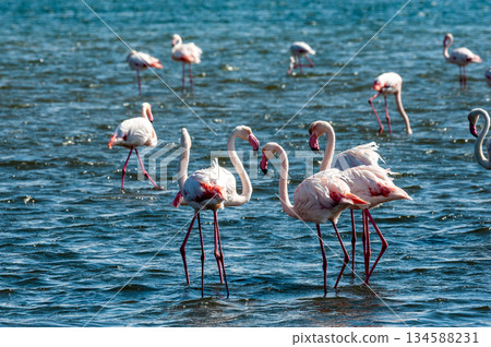 Flamingos near Walvis Bay 134588231