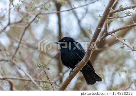 Pale Winged Starling 134588232