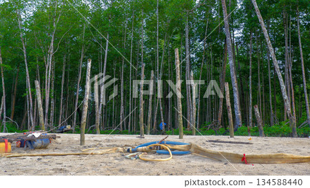 Mangrove Forest with Wooden Poles and Sandy Ground in Tropical Wetland Mangrove Forest with Wooden Poles and Sandy Ground in Tropical Wetland 134588440