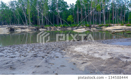 Wide Mangrove River Landscape with Muddy Shore and Tropical Trees 134588444