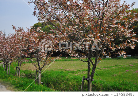妙德寺川沿岸的櫻花樹 妙德寺川沿岸的櫻花樹 134588493