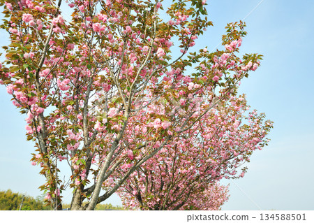 Cherry blossom trees along the Myotokuji River 134588501