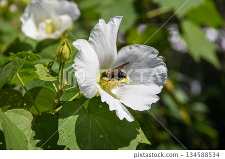 White hibiscus flowers blooming at Mukojima Hyakkaen Gardens and carpenter bees collecting nectar White hibiscus flowers blooming at Mukojima Hyakkaen Gardens and carpenter bees collecting nectar 134588534
