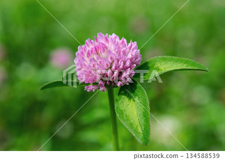 Clover flower on a blurred green background Clover flower on a blurred green background 134588539