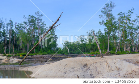 Sandy Mangrove Wetland with Cut Tree Trunks and Tropical Forest Landscape Sandy Mangrove Wetland with Cut Tree Trunks and Tropical Forest Landscape 134588556