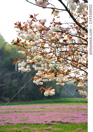 妙德寺川沿岸的櫻花樹 妙德寺川沿岸的櫻花樹 134588602
