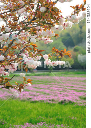 妙德寺川沿岸的櫻花樹 134588604