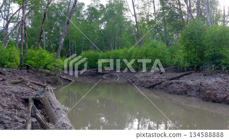 Sandy Mangrove Clearing with Wooden Stakes in Tropical Wetland Sandy Mangrove Clearing with Wooden Stakes in Tropical Wetland 134588888