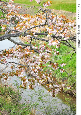 妙德寺川沿岸的櫻花樹 妙德寺川沿岸的櫻花樹 134588934