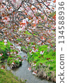妙德寺川沿岸的櫻花樹 妙德寺川沿岸的櫻花樹 134588936