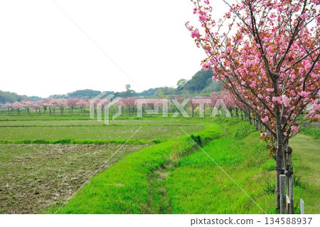 妙德寺川沿岸的櫻花樹 134588937