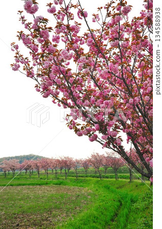 妙德寺川沿岸的櫻花樹 134588938