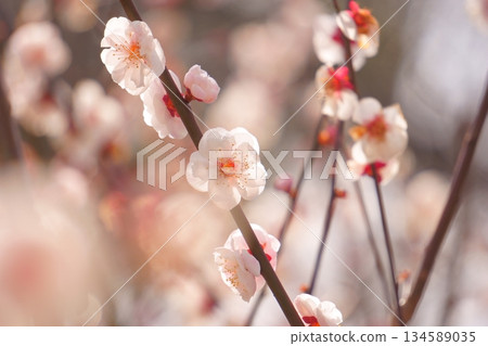 初春的陽光下,白色的梅花競相綻放 初春的陽光下,白色的梅花競相綻放 134589035