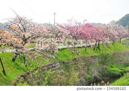 妙德寺川沿岸的櫻花樹 妙德寺川沿岸的櫻花樹 134589182