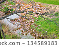 妙德寺川沿岸的櫻花樹 妙德寺川沿岸的櫻花樹 134589183
