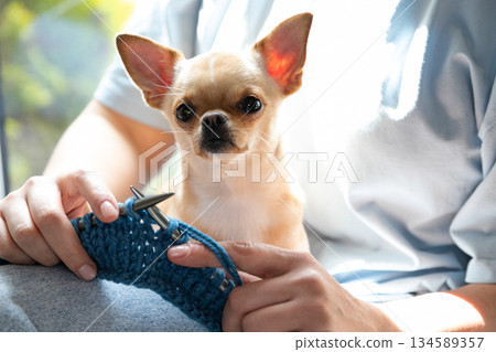Chihuahua and Owner Enjoying Cozy Knitting Time Chihuahua and Owner Enjoying Cozy Knitting Time 134589357