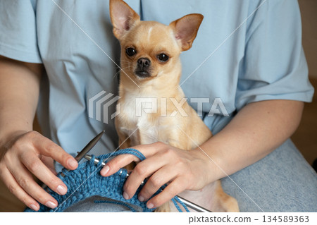 Dog Relaxing While Owner Crafts With Yarn. A woman knit with knitting needles,closeup shot Dog Relaxing While Owner Crafts With Yarn. A woman knit with knitting needles,closeup shot 134589363