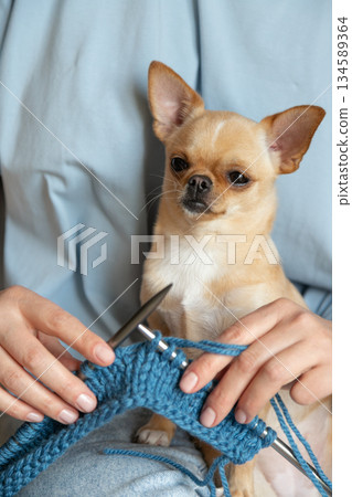 Cute Chihuahua Sitting on Lap During Knitting. A woman knit with knitting needles,closeup shot Cute Chihuahua Sitting on Lap During Knitting. A woman knit with knitting needles,closeup shot 134589364
