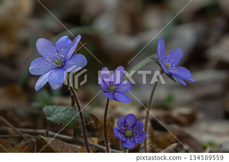 Hepatica flowers bloom in the spring forest showcasing vibrant purple petals and delicate green centers amidst earthy foliage Hepatica flowers bloom in the spring forest showcasing vibrant purple petals and delicate green centers amidst earthy foliage 134589559