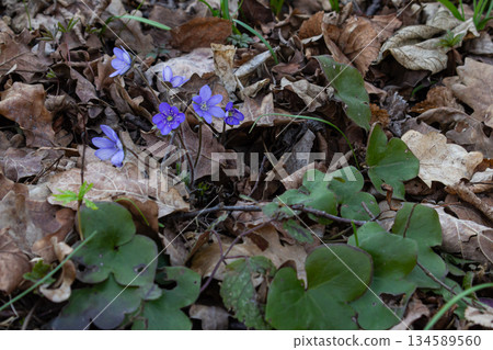 Colorful hepatica flowers bloom among dried leaves in a spring forest 134589560