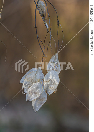 Lunaria rediviva seeds of the Perennial Honesty plant glisten in the forest light during early autumn afternoon 134589561