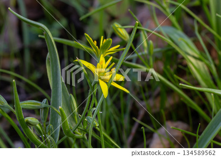Bright yellow flowers of Yellow Star-of-Bethlehem bloom in the forest showcasing nature's vibrant beauty during springtime amidst lush greenery Bright yellow flowers of Yellow Star-of-Bethlehem bloom in the forest showcasing nature's vibrant beauty during springtime amidst lush greenery 134589562