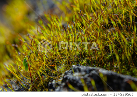 Ceratodon purpureus thrives on rocky substrate in natural habitat during daylight hours exhibiting vibrant green and reddish stalks Ceratodon purpureus thrives on rocky substrate in natural habitat during daylight hours exhibiting vibrant green and reddish stalks 134589565
