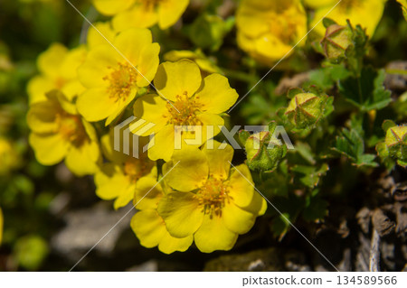 Bright yellow flowers of creeping cinquefoil bloom in a vibrant meadow highlighting nature's beauty during spring Bright yellow flowers of creeping cinquefoil bloom in a vibrant meadow highlighting nature's beauty during spring 134589566