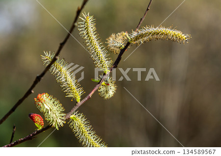 Willow blossoms emerge in spring as nature awakens with vivid colors and new life in the landscape Willow blossoms emerge in spring as nature awakens with vivid colors and new life in the landscape 134589567
