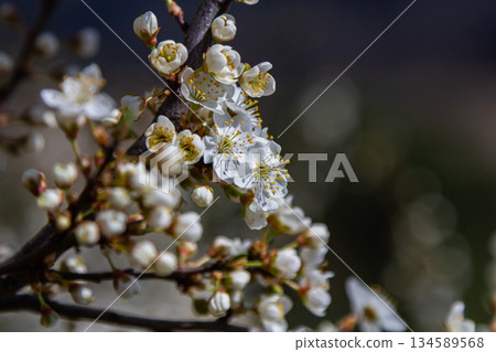 White blossoms of Prunus cerasifera captured in spring sunlight with a blurred background showcasing nature's beauty during blooming season White blossoms of Prunus cerasifera captured in spring sunlight with a blurred background showcasing nature's beauty during blooming season 134589568