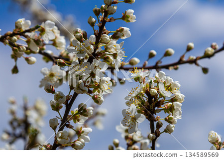 Spring blooms of Prunus cerasifera create a stunning display against a bright blue sky during the flourishing season in a serene garden setting Spring blooms of Prunus cerasifera create a stunning display against a bright blue sky during the flourishing season in a serene garden setting 134589569