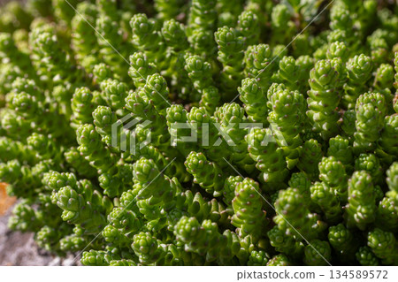 Biting stonecrop displays vibrant mats of tiny green leaves in a sunny garden setting during springtime 134589572