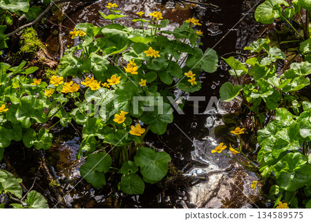 Bright yellow flowers of Caltha palustris bloom in a spring wetland creating a vibrant display amid lush green leaves and reflective water surfaces 134589575