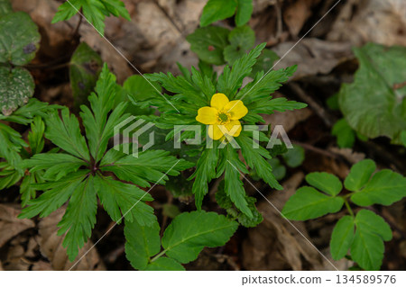 Bright yellow Anemonoides ranunculoides blooms among green foliage in a spring forest setting 134589576