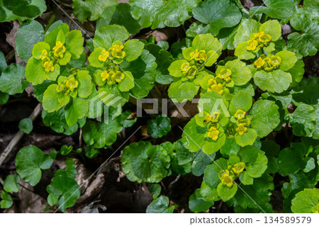 Exploring Chrysosplenium alternifolium alternate-leaved golden-saxifrage in a tranquil moist shady forest environment during spring Exploring Chrysosplenium alternifolium alternate-leaved golden-saxifrage in a tranquil moist shady forest environment during spring 134589579