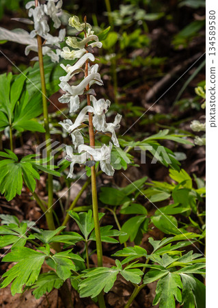 Corydalis cava blooms gracefully in a spring woodland showcasing delicate white flowers amidst vibrant green foliage 134589580